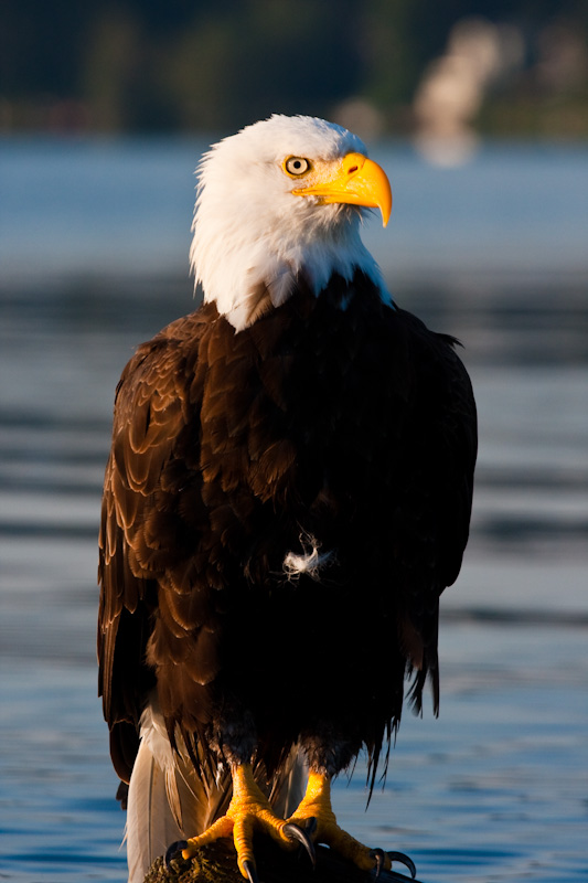 Bald Eagle